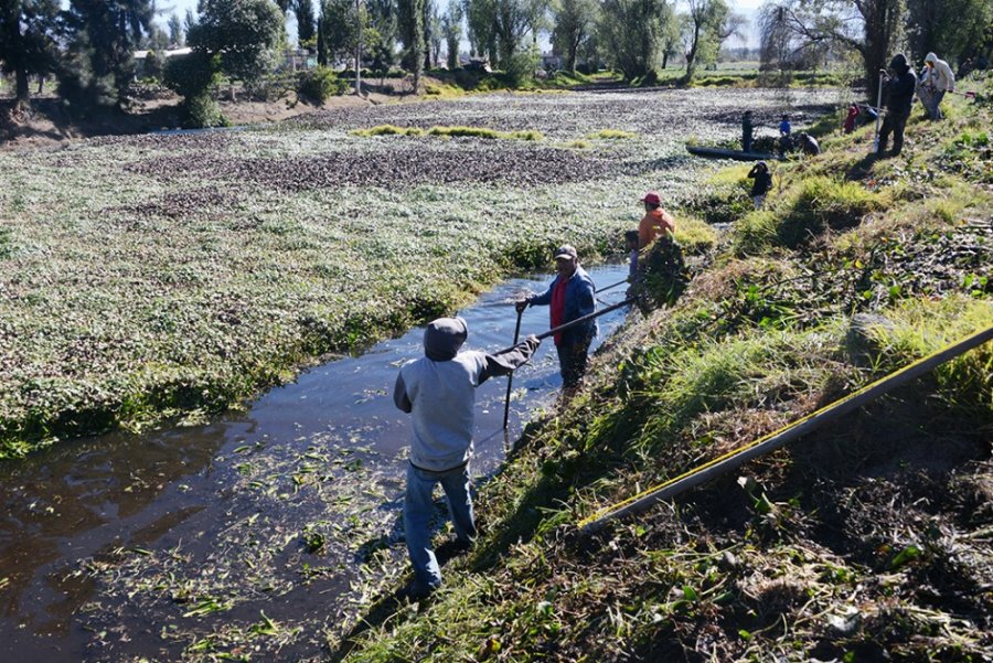 Inician trabajos de limpieza en Laguna San Bartolo, Mixquic