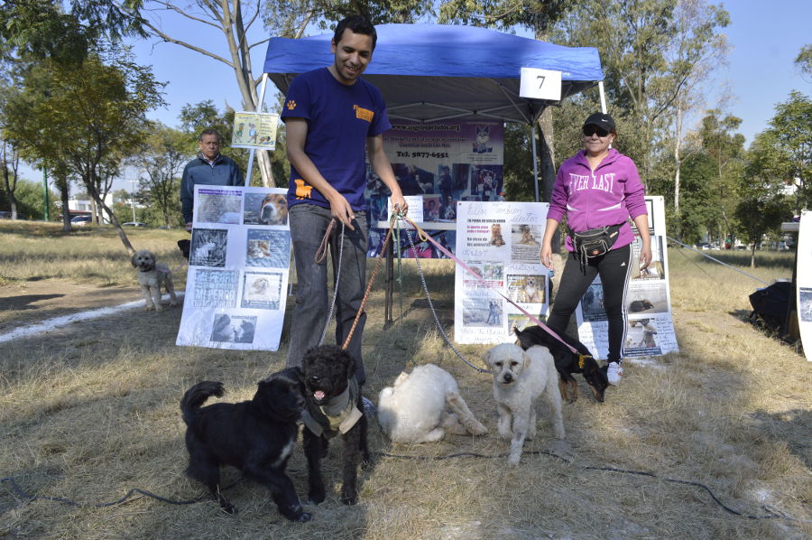 RESCATA NAUCALPAN A DOS PERROS BULLDOG FRANCÉS