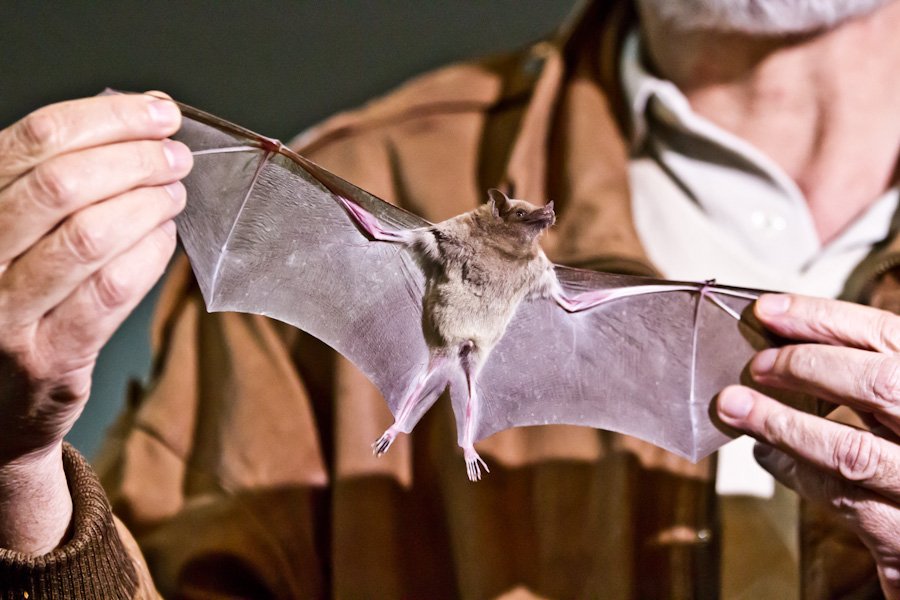 Por primera vez se conserva en un zoológico de CDMX especie de murciélagos nativa de México