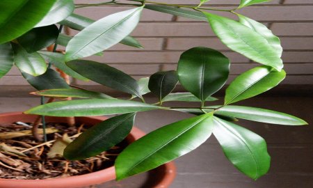 ANALIZAN COMPUESTOS ANTI-VIH EXTRAÃDOS DE ÃRBOL TROPICAL DE MÃ‰XICO