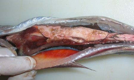 PESCADO CRUDO FUENTE DE ANISAKIS