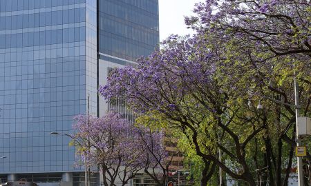 Incrementa número de árboles caídos por rachas de viento en CDMX