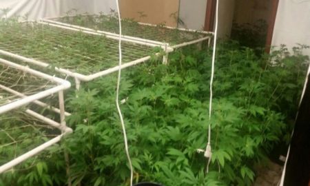 PGR asegura invernadero de marihuana en Monterrey